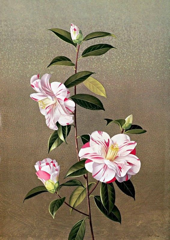 30-Fleurs fruits jardins en peinture ( P.J)