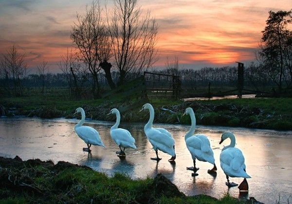 Fond ecrans animaux et divers 