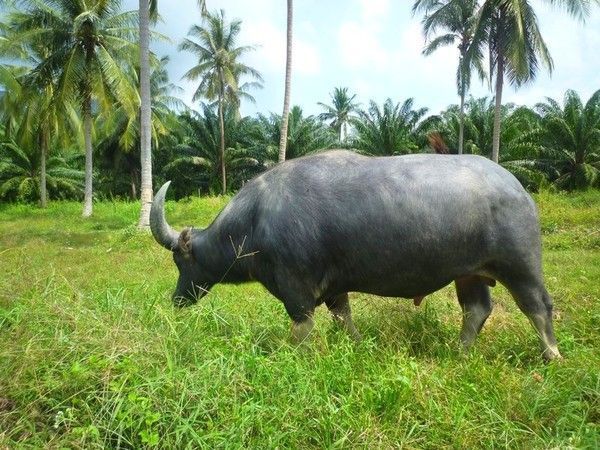 Voyage à Koh Samui  ( ile Thailandaise )