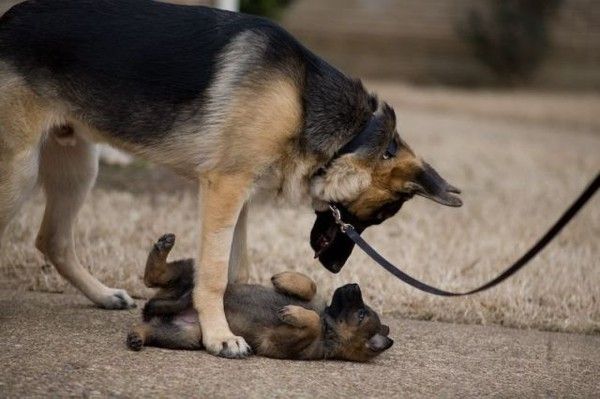 Photos droles ou tendres de chiens