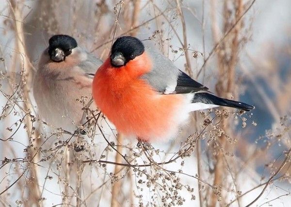 Photos droles et belles d'animaux 