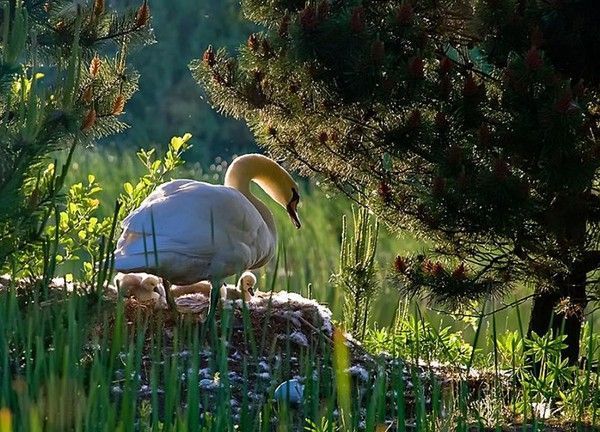 Photos droles et belles d'animaux 