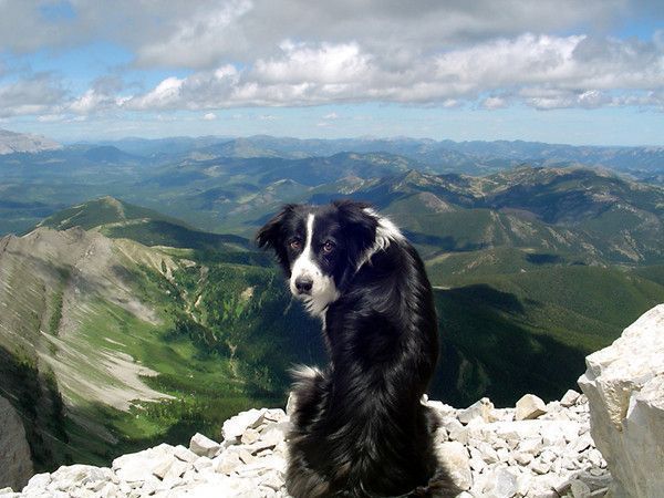 Photos droles ou belles d'animaux divers 