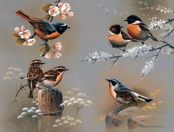 16-Oiseaux peints divers artistes