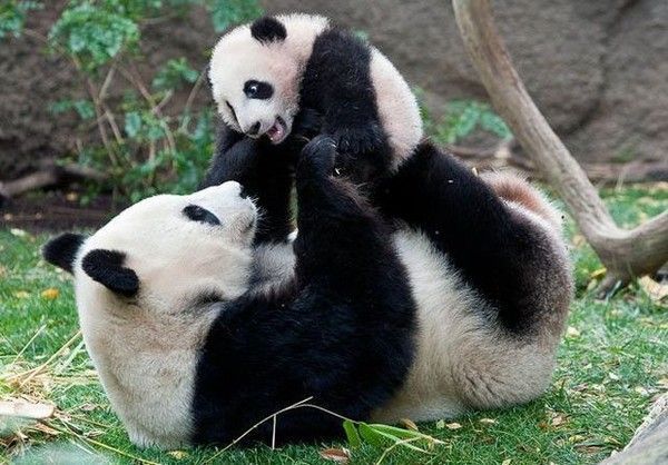 Photos droles et belles d'animaux 