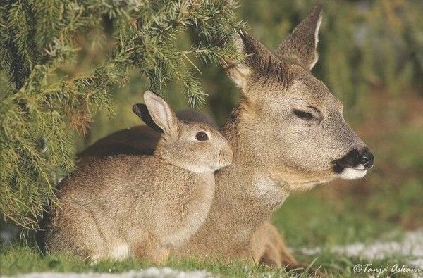 Photos droles ou belles d'animaux divers 