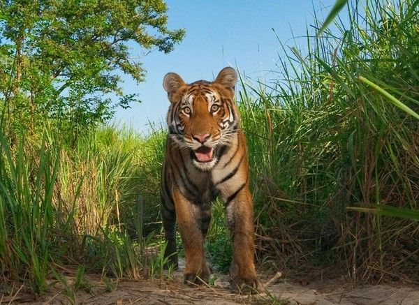 Photos droles ou belles d'animaux divers