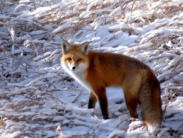 Fonds d'ecrans animaux et divers  