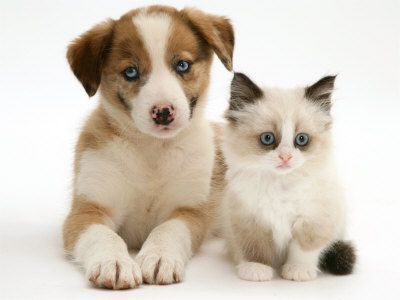 Photos de chats et chiens