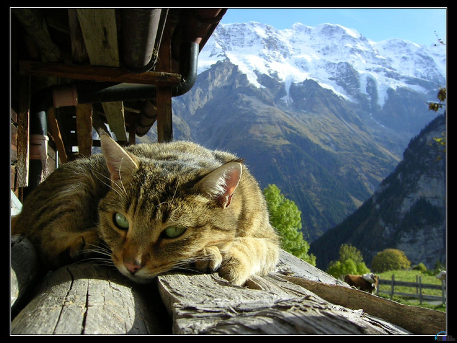 Résultat de recherche d'images pour "joli paysage de montagne chat"